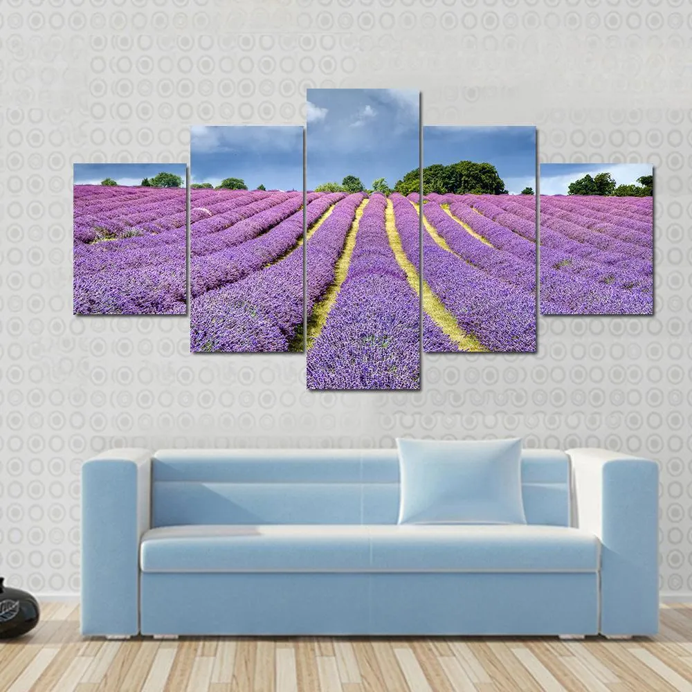 Lavender Field Canvas Wall Art