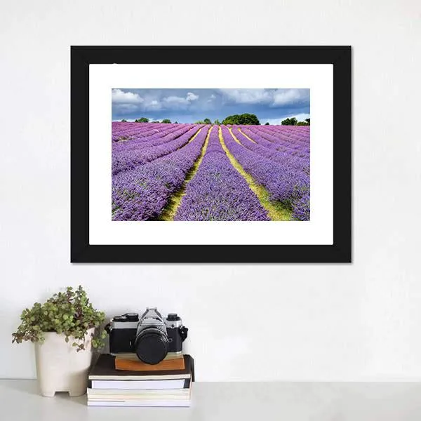 Lavender Field Canvas Wall Art