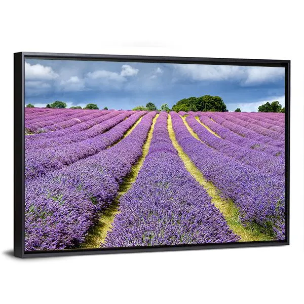 Lavender Field Canvas Wall Art