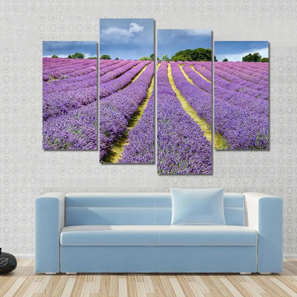 Lavender Field Canvas Wall Art