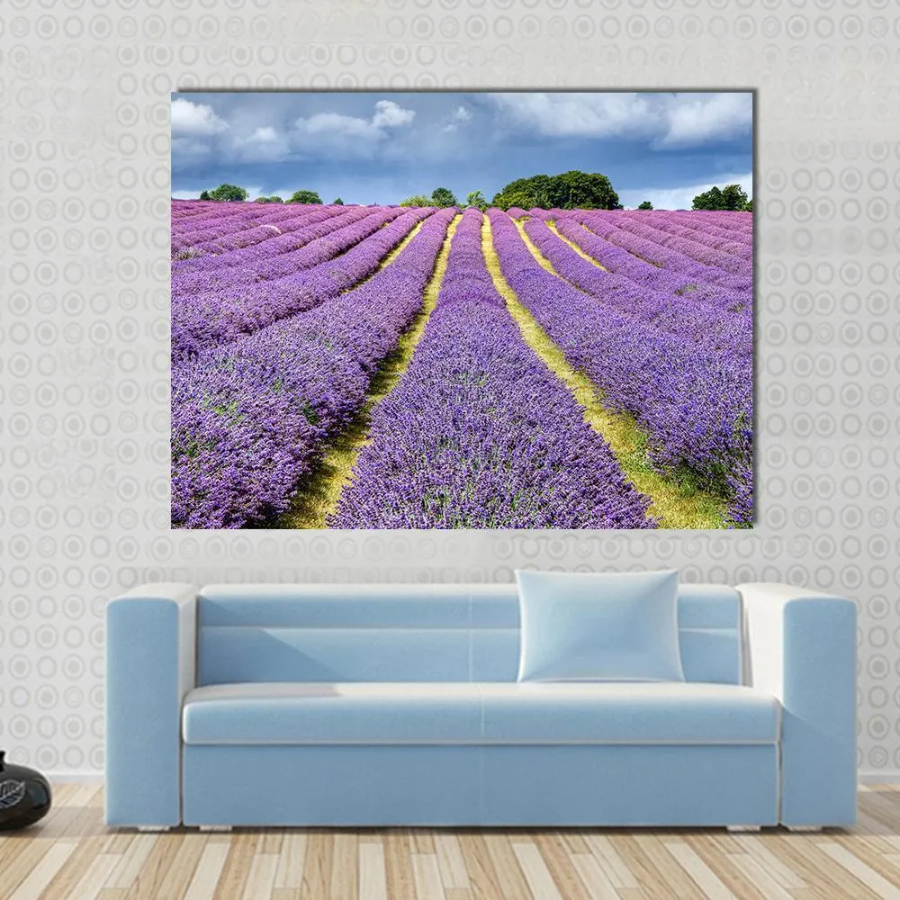 Lavender Field Canvas Wall Art